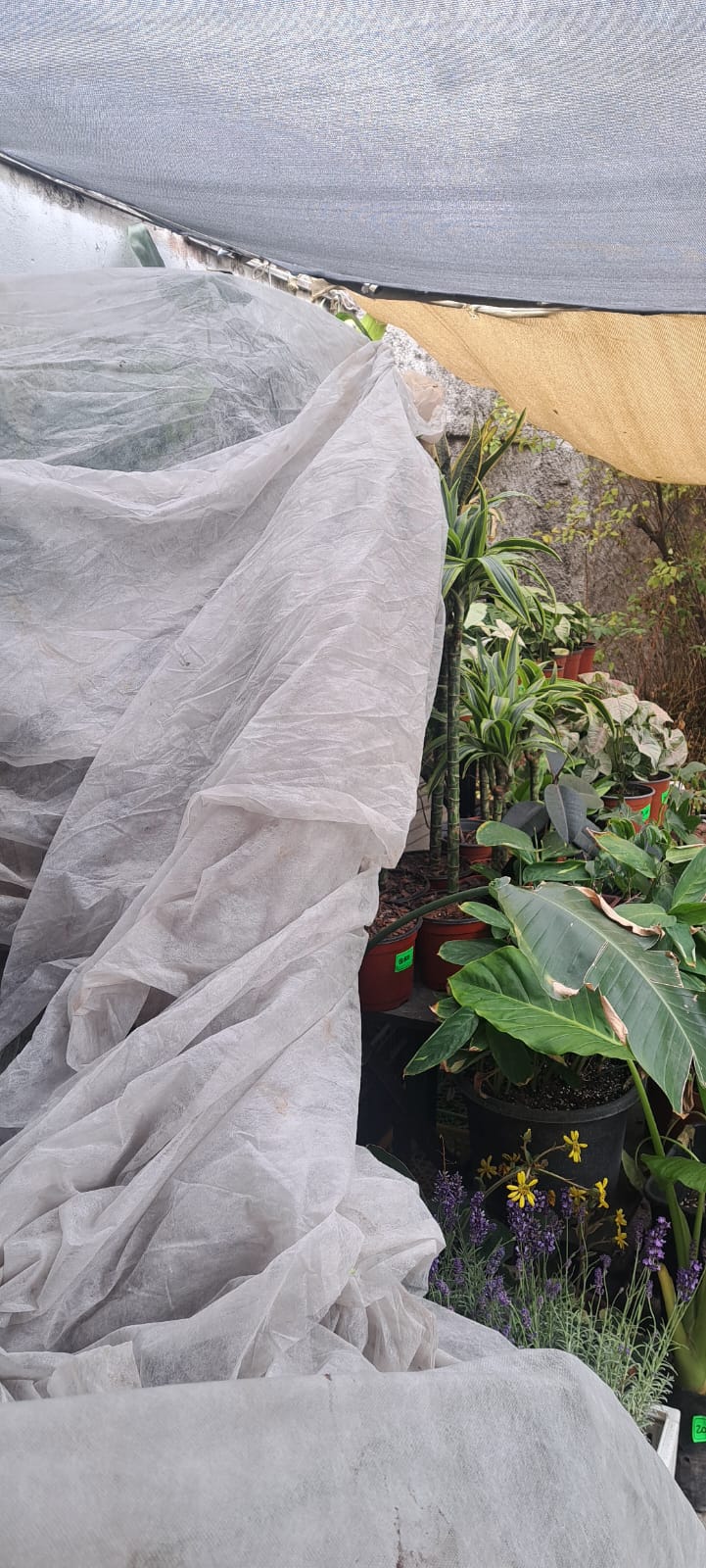 manta planta - Imagen 3